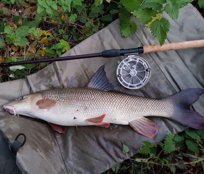 barbel 8-2web