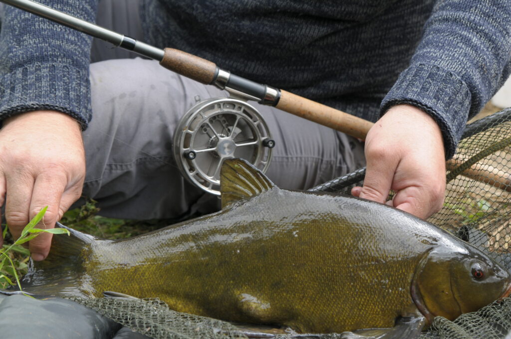 The Role of the Pin for Close-in Tench - Piscario