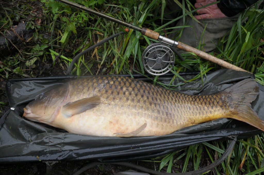 Mid 20 mirror carp 1st float