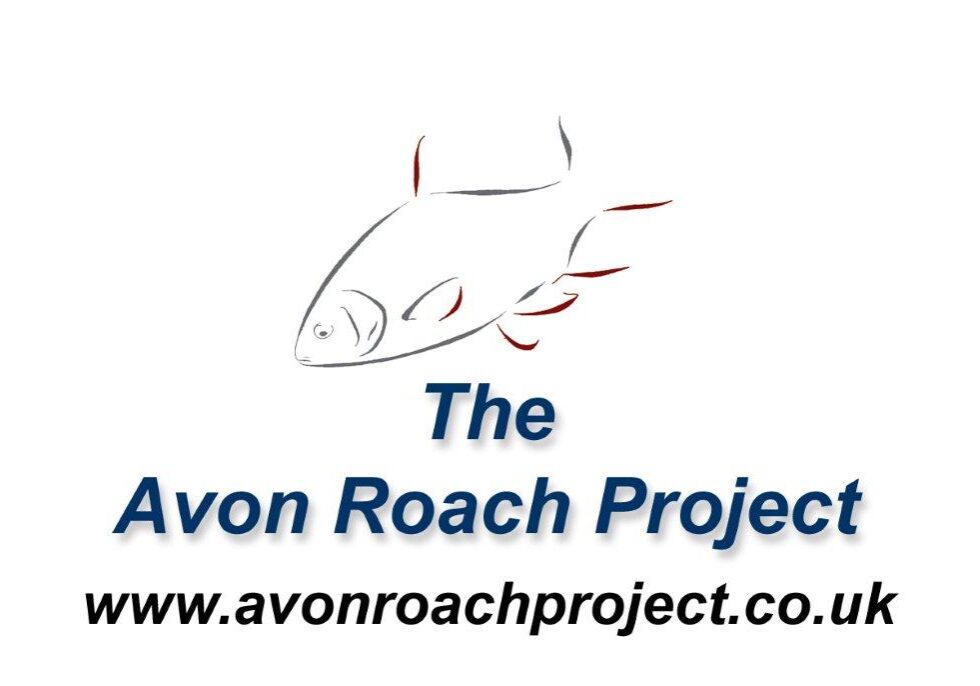 avon-roach-project-little-roach
